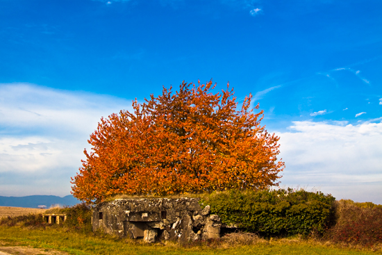 Baumlandschaft